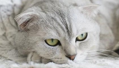 半岛体育下载-中超第二轮 北京国安 浙江 山东 河南最少有一支球队能负分清零|浙江队|山东队|山东泰山|上海申花|上海申花足球俱乐部_新浪体育_新浪新闻